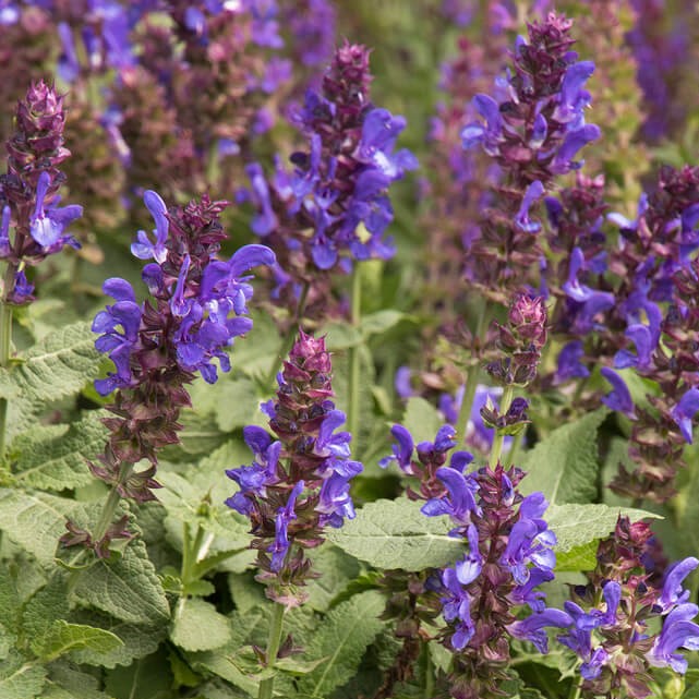 Σάλβια Νεμόροζα (Salvia nemorosa) | Πολυετές Ανθοφόρο Φυτό για Κήπο - 2 lt
